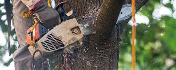 Best Pest Control for Lawns  in Hyattsville, MD