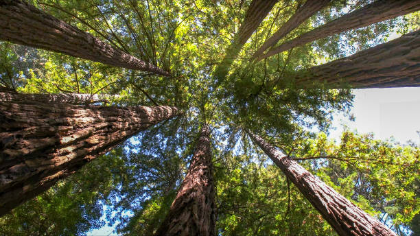 Best Arborist Consultation Services  in Hyattsville, MD