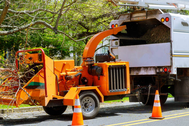Best Tree Risk Assessment  in Hyattsville, MD