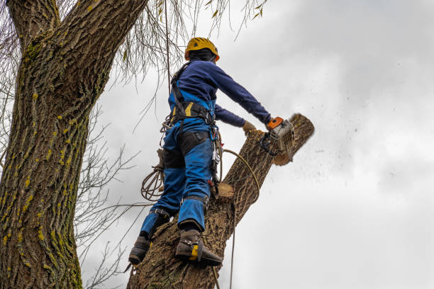 Best Tree Removal  in Hyattsville, MD